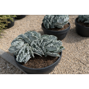 Kotyledón vlnitý (Cotyledon Undulata) - výška 20-30 cm, kont. C5L